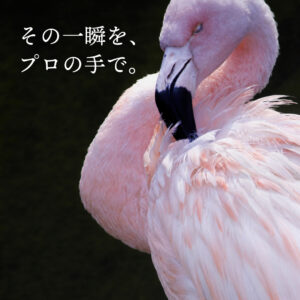 その一瞬を、プロの手で。撮影キャンペーンのご案内