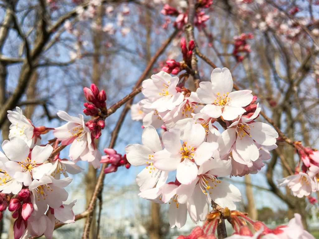 枝垂れ桜